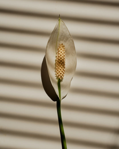 Spathiphyllum Elegantes Einblatt| bewurzelter Ableger