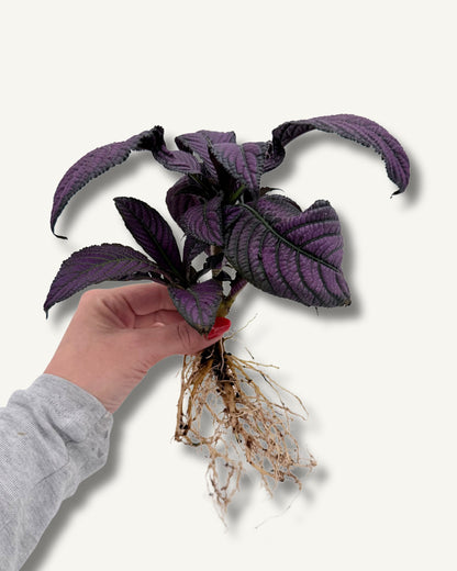 Strobilanthes dyerian | bewurzelter Ableger