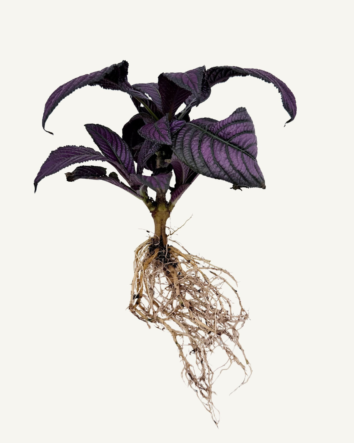 Strobilanthes dyerian | bewurzelter Ableger
