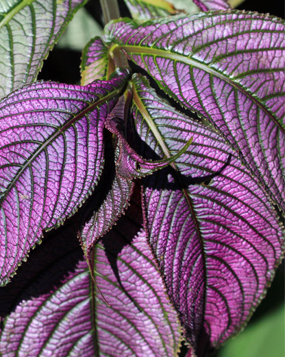 Strobilanthes dyerian | bewurzelter Ableger