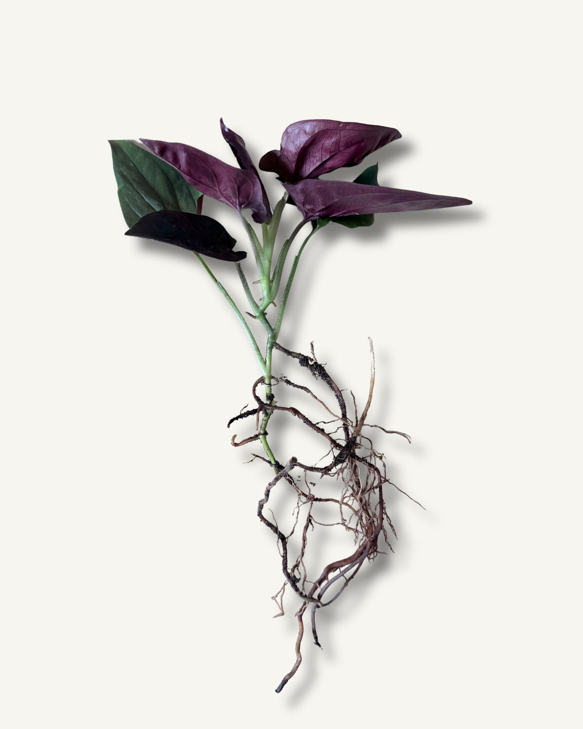 Syngonium Red Arrow | bewurzelter Ableger