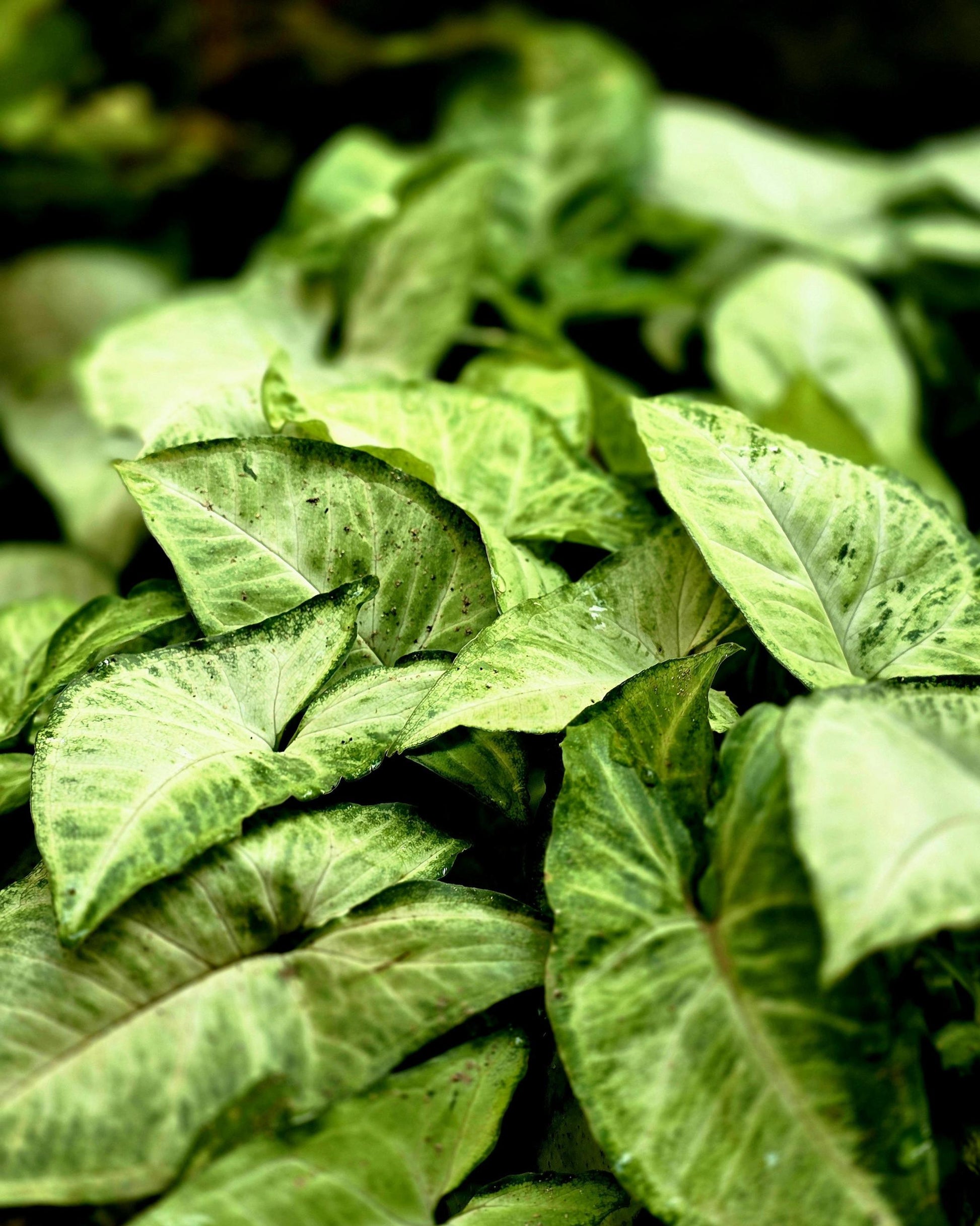 Syngonium – pfeilförmige Blätter Nahaufnahme