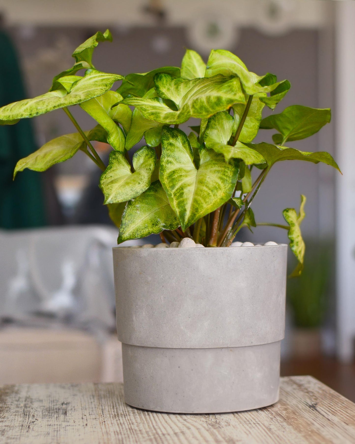 Syngonium – eingepflanzt im Topf (Beispiel)