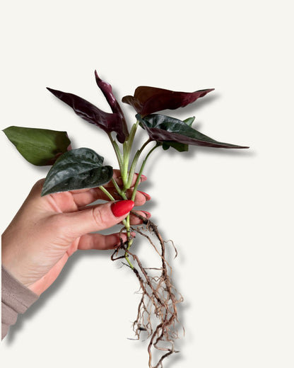 Syngonium Red Arrow | bewurzelter Ableger