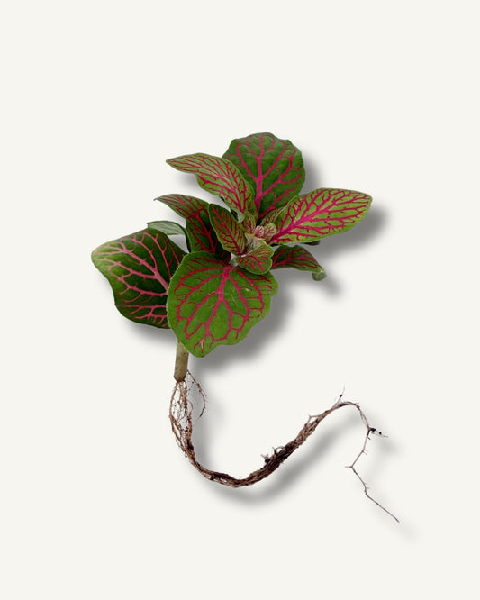 Fittonia Gruen Pink Ableger