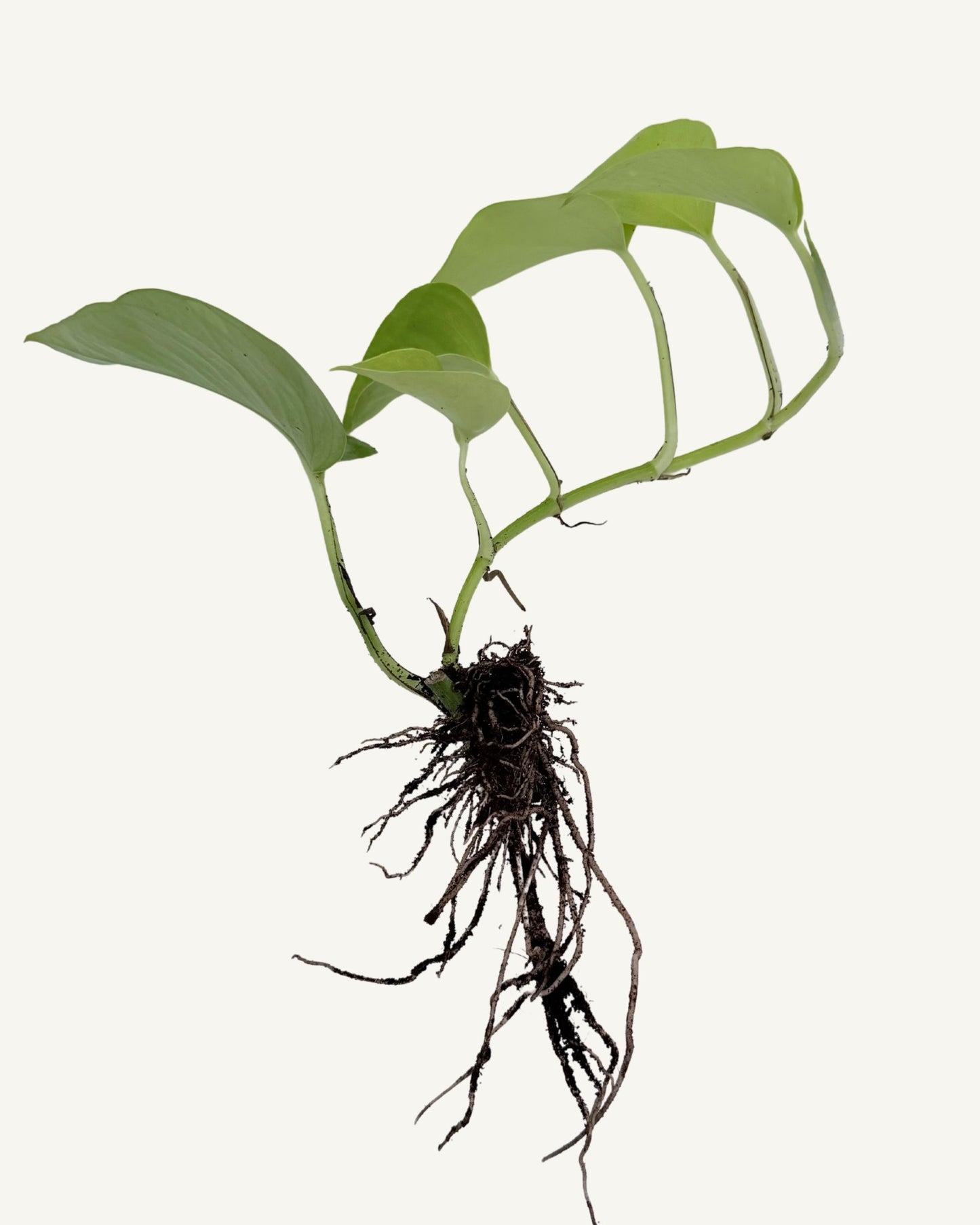 Golden Pothos Groß Ableger