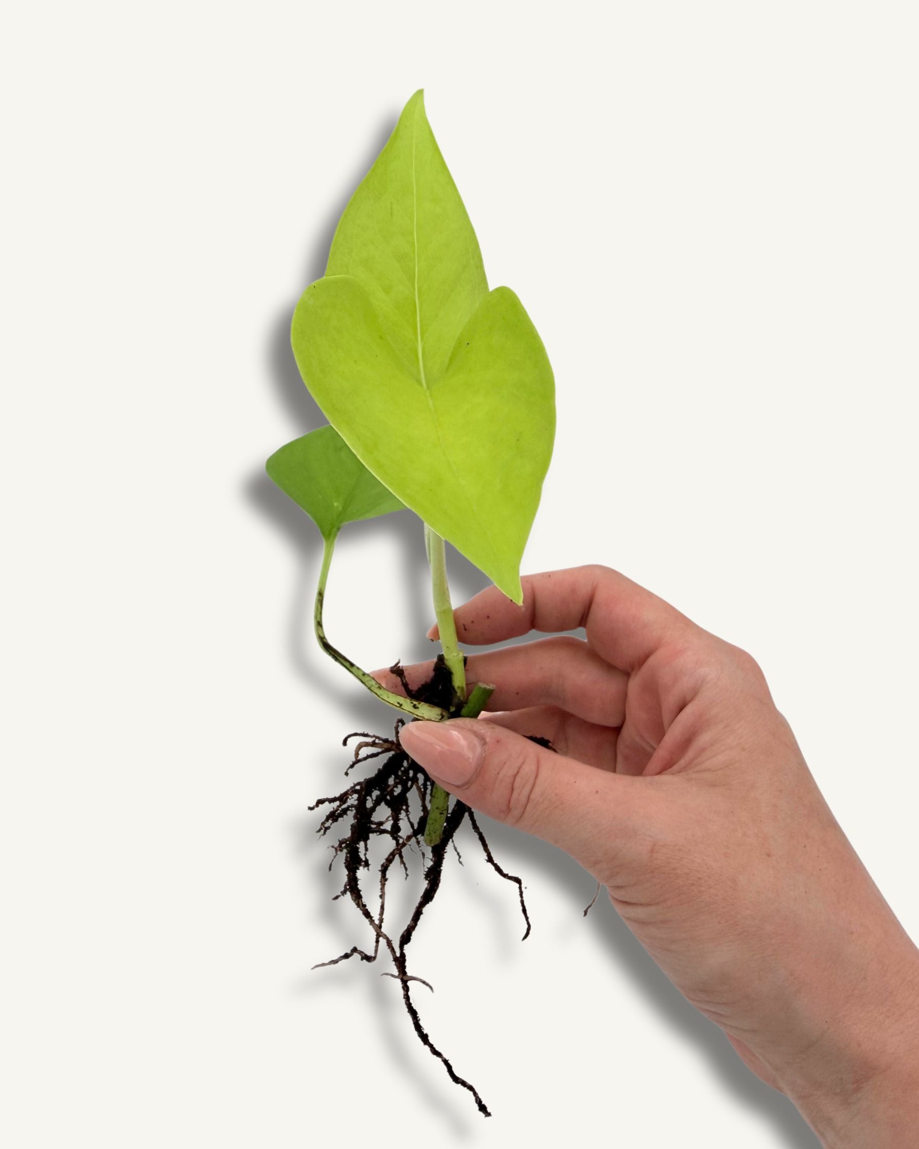 Golden Pothos klein Ableger