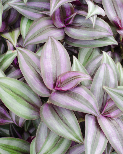 Tradescantia nahaufnahme