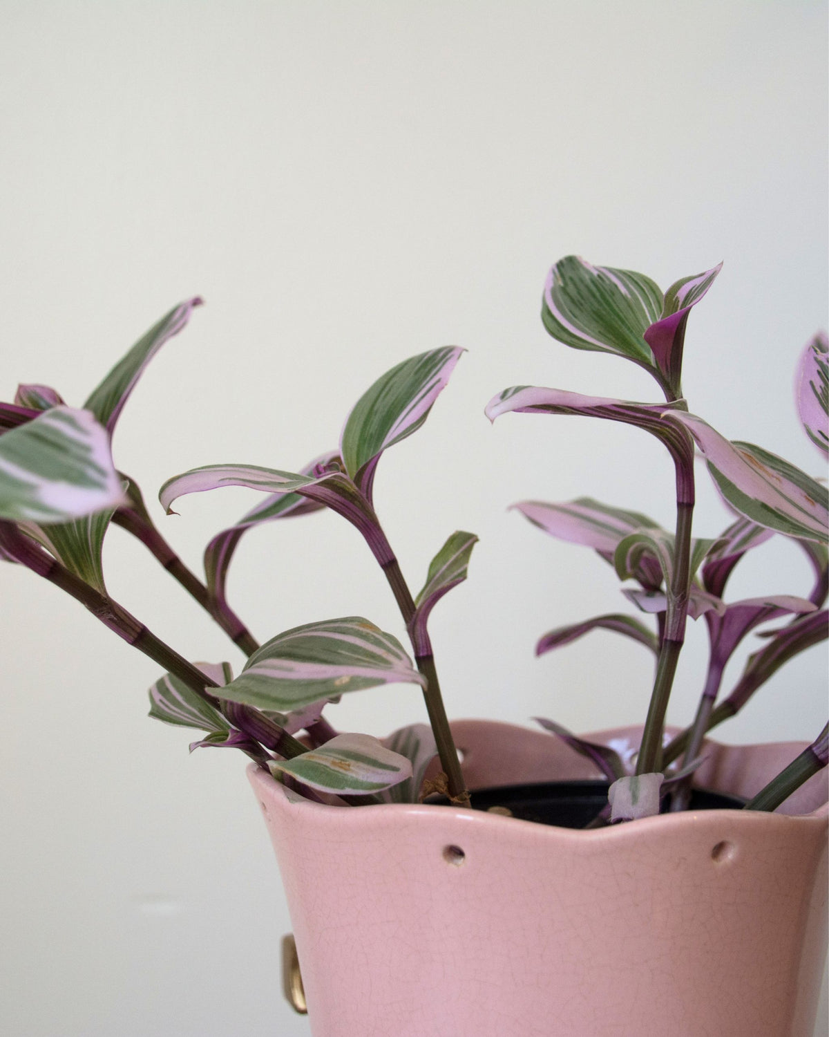 Tradescantia im topf