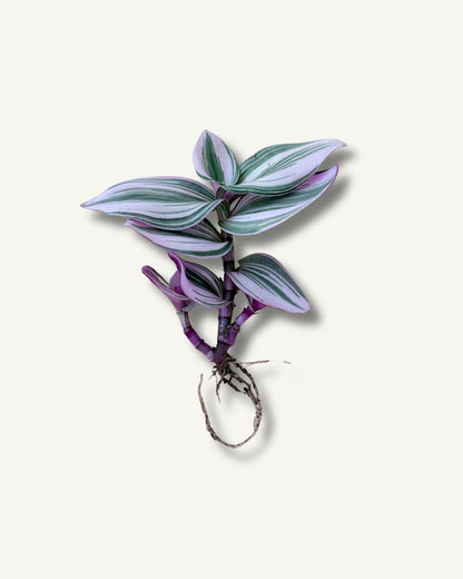 Tradescantia ableger bewurzelt