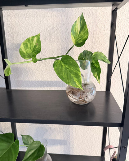 Glasvase Ova – Geriffelte Design-Vase aus Glas (17 cm)