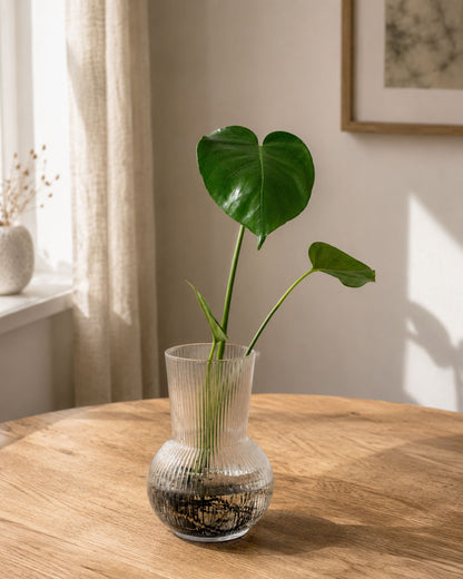 hydro vase mit monstera ableger