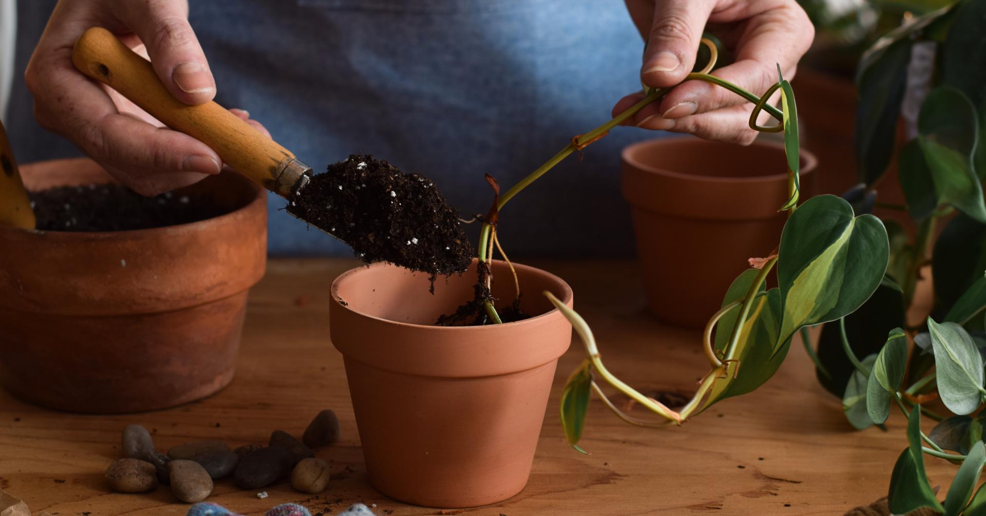 Plantovia Banner: bewurzelte Ableger bereit zum Einpflanzen