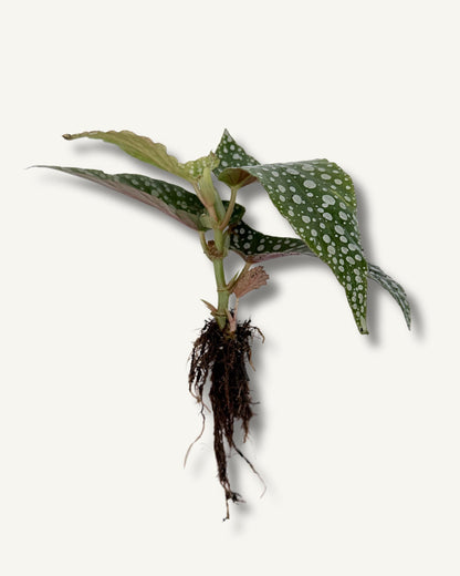 Der tolle Begonia Ableger