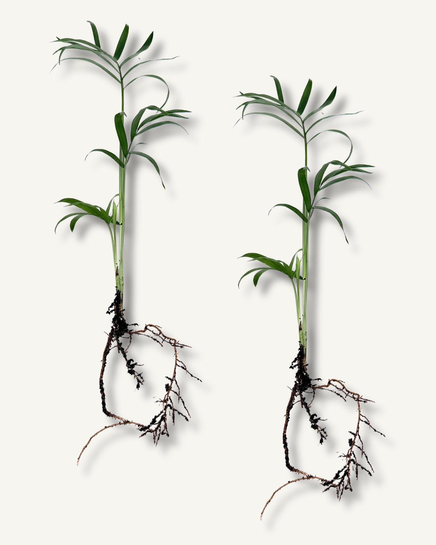 Bergpalme ableger groß 2er set