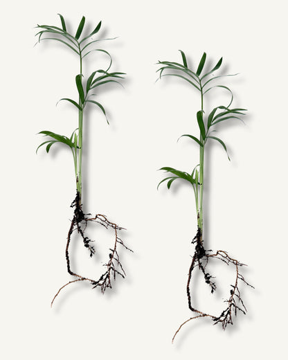 Bergpalme ableger groß 2er set