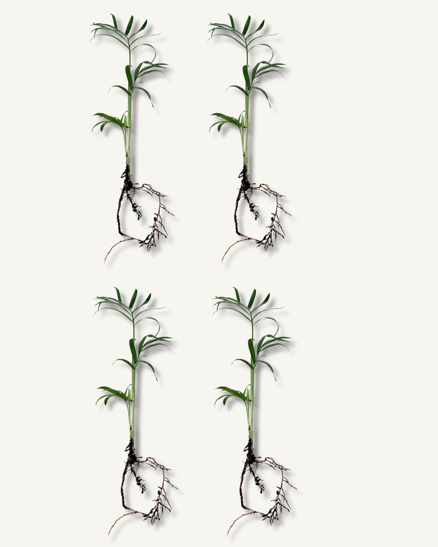 Bergpalme ableger groß 4er set