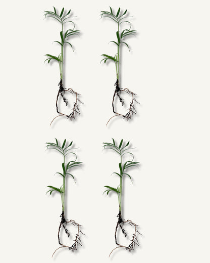 Bergpalme ableger groß 4er set