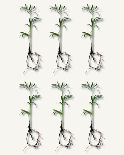 Bergpalme ableger groß 6er set