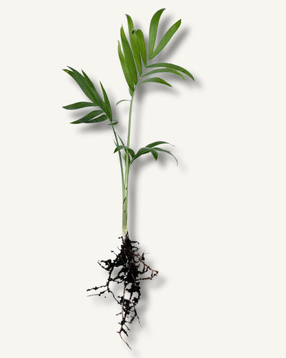 Bergpalme (Chamaedorea elegans) – bewurzelter Ableger