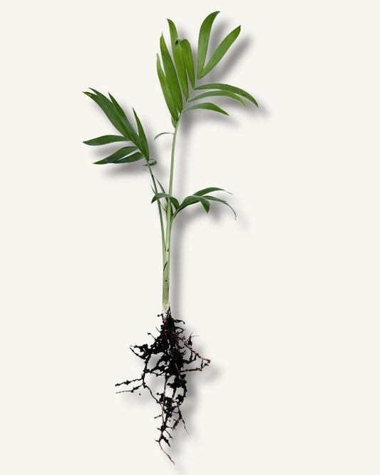 Bergpalme (Chamaedorea elegans) – bewurzelter Ableger