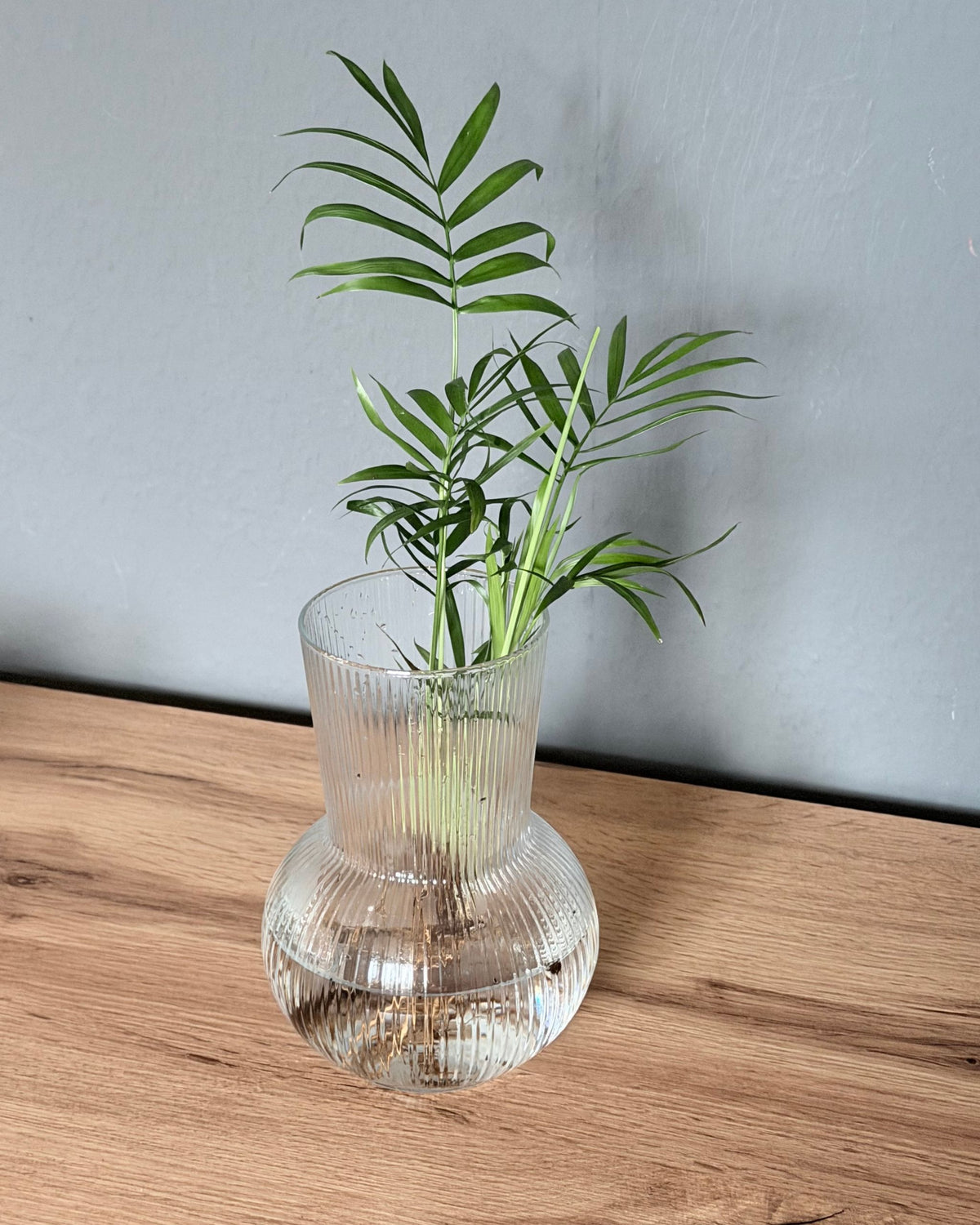 Hydrokultur  bergpalme