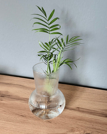 Hydrokultur  bergpalme