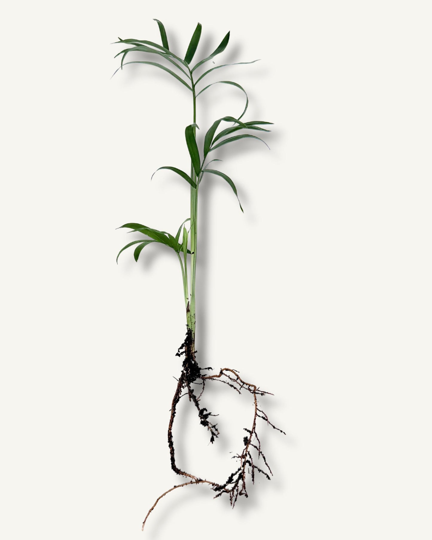 Bergpalme (Chamaedorea elegans) – bewurzelter Ableger Mittel
