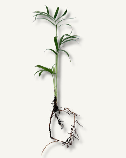 Bergpalme (Chamaedorea elegans) – bewurzelter Ableger Mittel