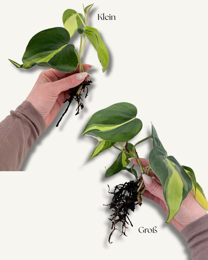 Philodendron Brasil – Ableger in der Hand (Größenbeispiel)