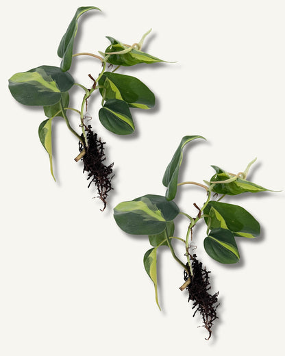 philodendron brasil groß ableger 2er set