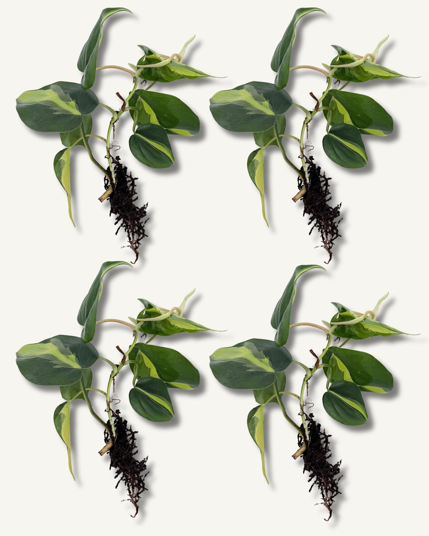 philodendron brasil groß ableger 4er set