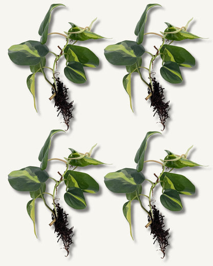 philodendron brasil groß ableger 4er set