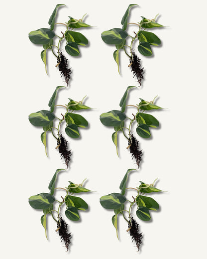 philodendron brasil groß ableger 6er set