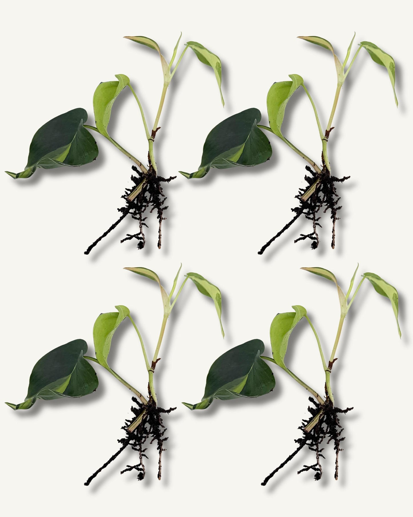 philodendron brasil klein ableger 4er set
