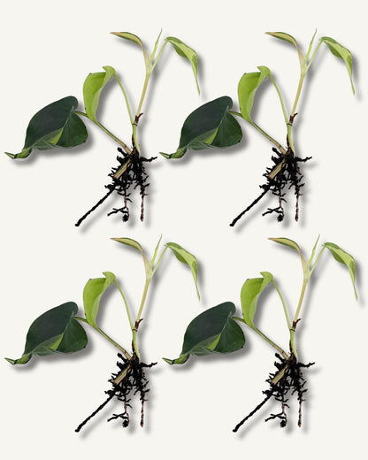 philodendron brasil klein ableger 4er set