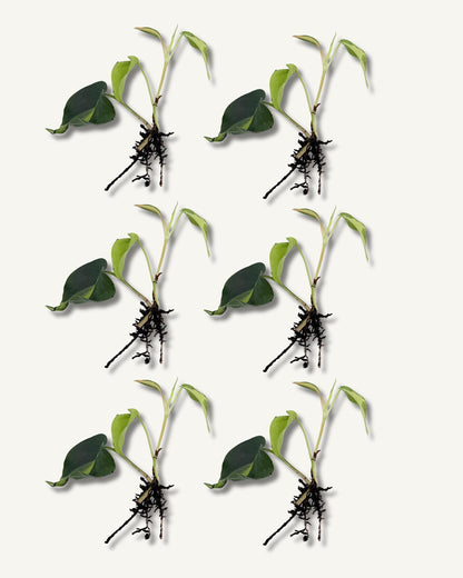 philodendron brasil klein ableger 6er set