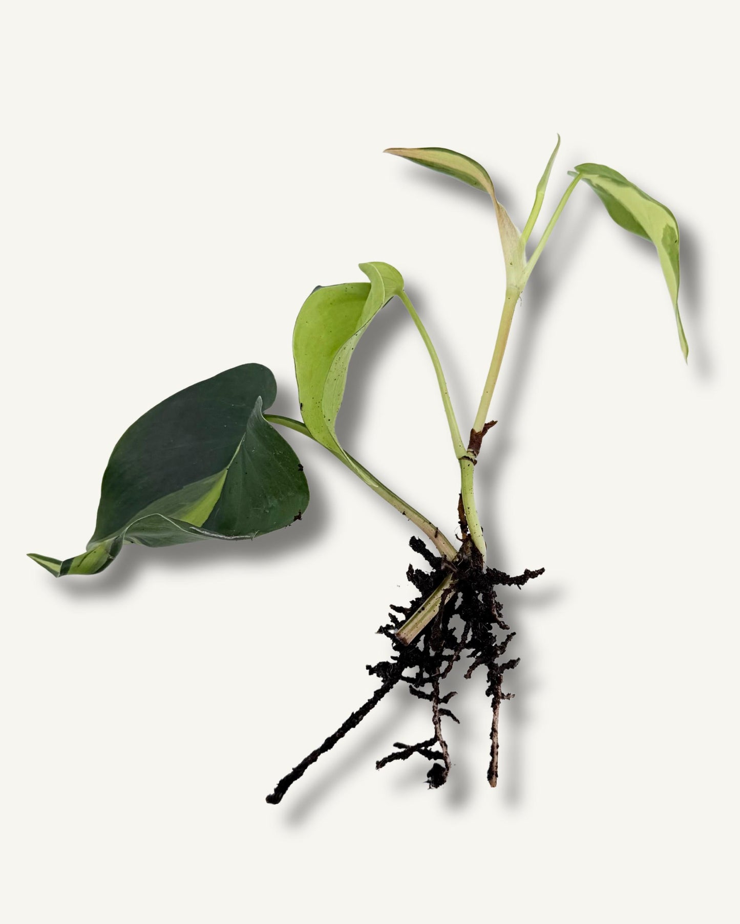 Philodendron Brasil klein  – bewurzelter Ableger