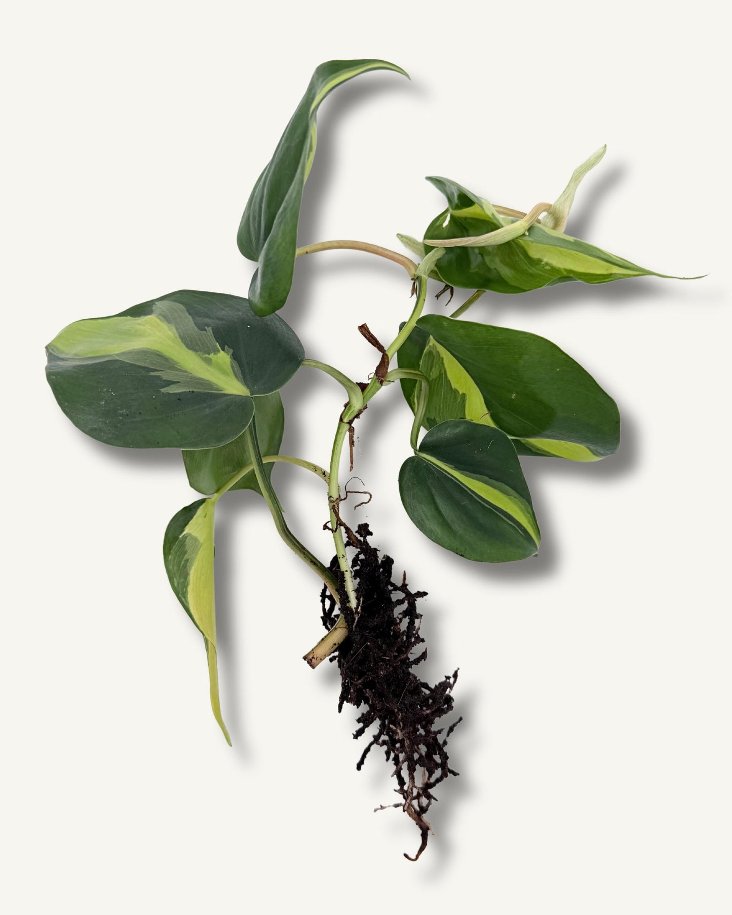 Philodendron Brasil (Philodendron hederaceum ‘Brasil’) – bewurzelter Ableger
