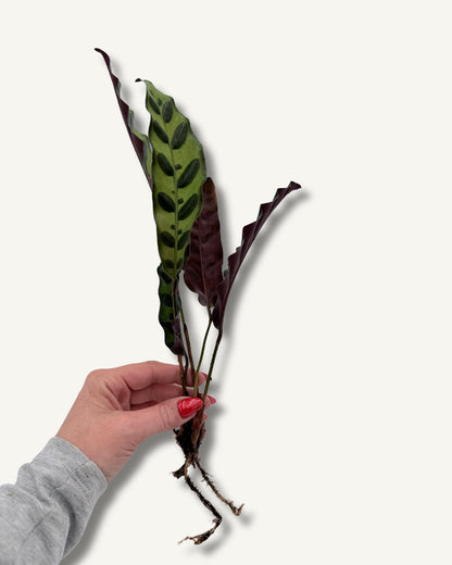 Calathea Lancifolia | bewurzelter Ableger