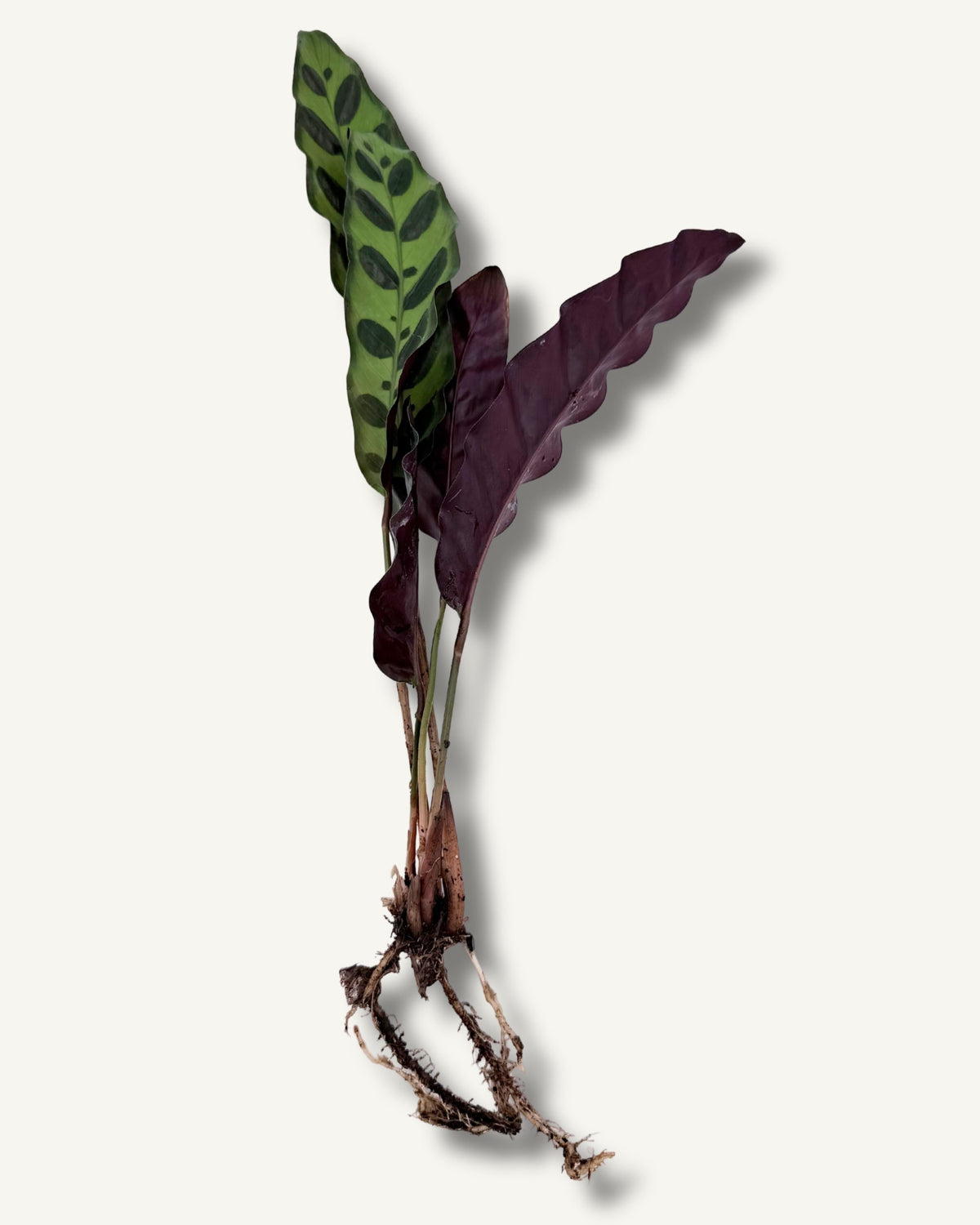 Calathea Lancifolia | bewurzelter Ableger