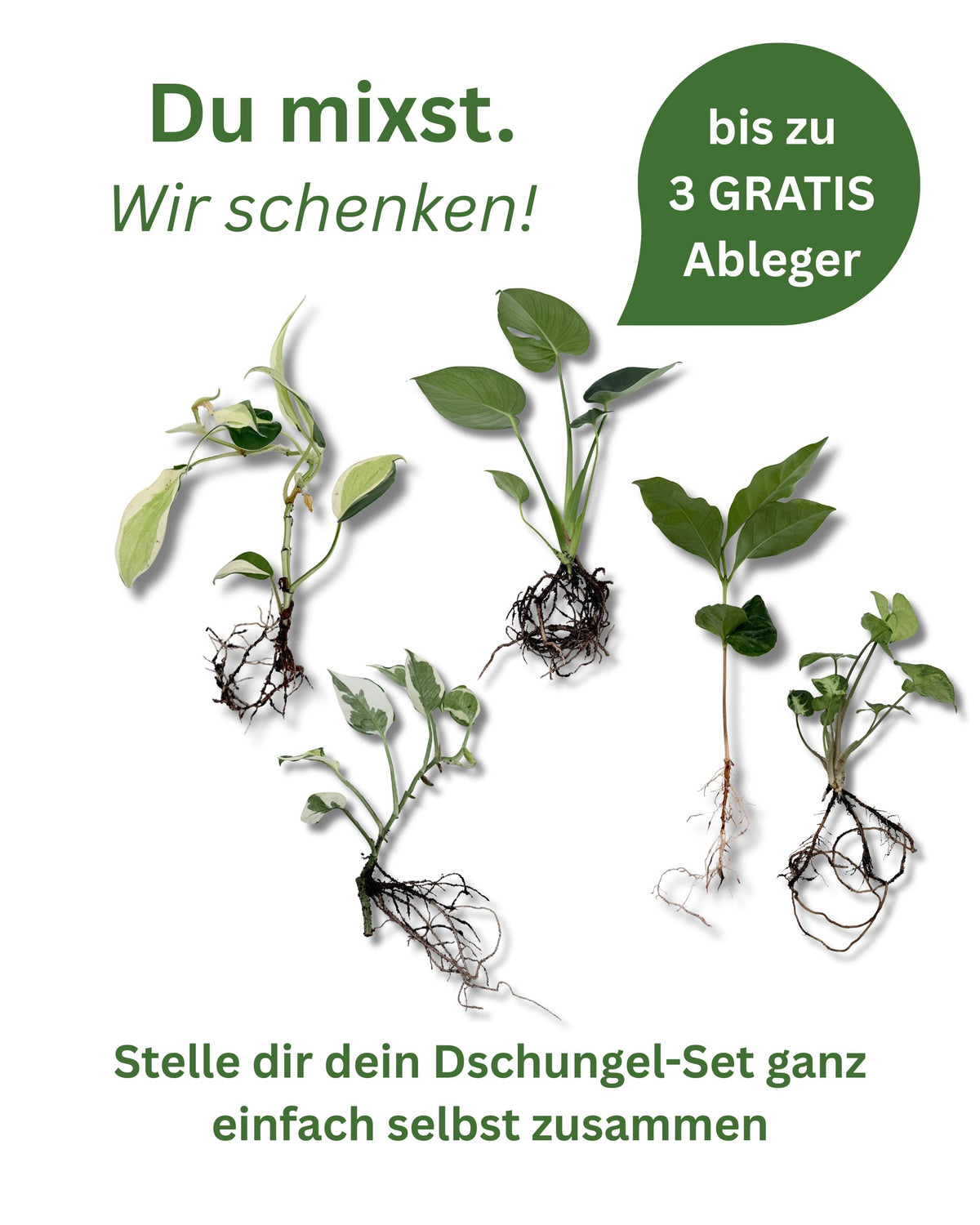 Mix dir deine Pflanzenableger selber bei Plantovia
