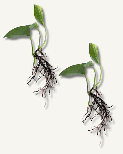 efeutute aureum steckling 2er set