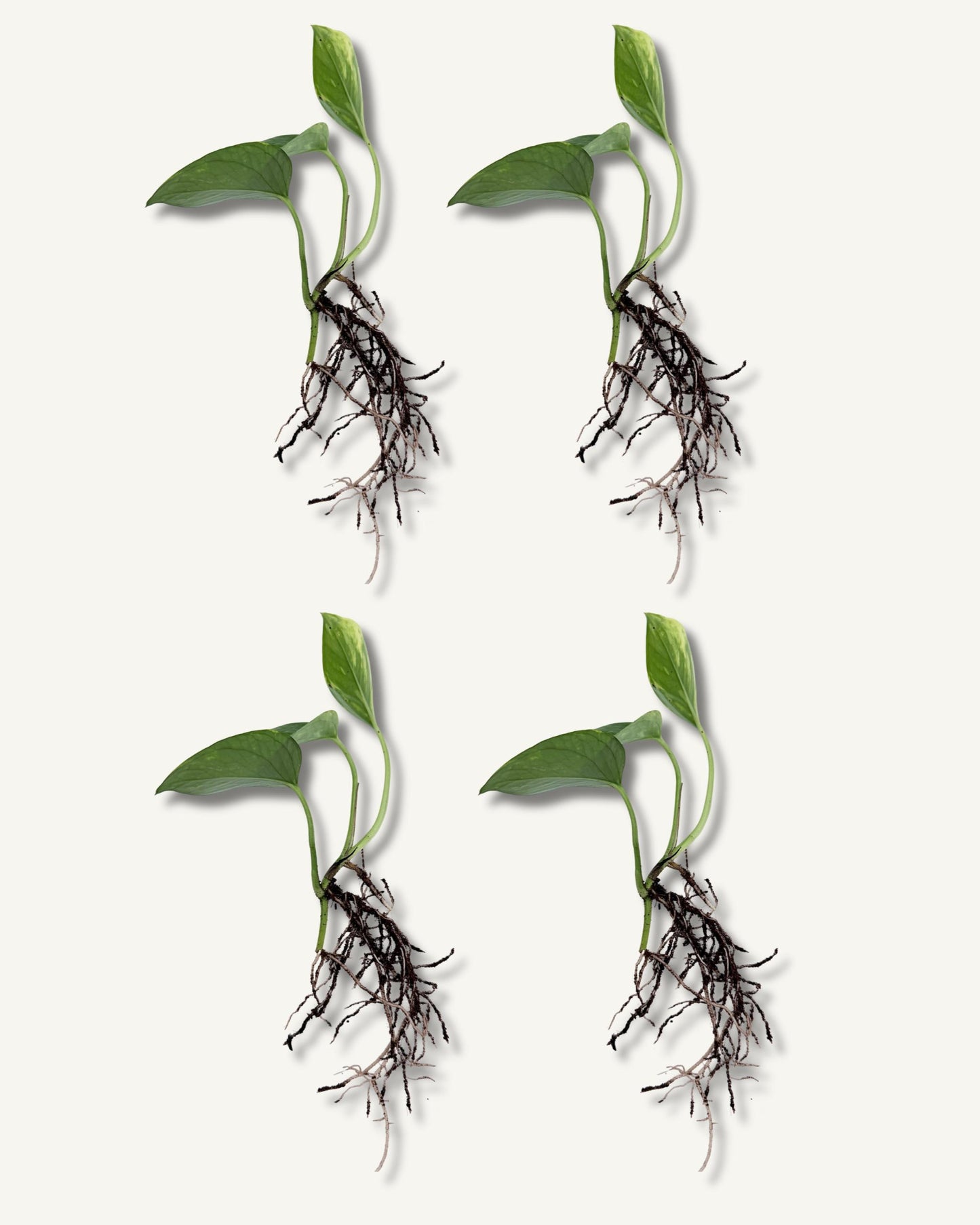 efeutute aureum steckling 4er set