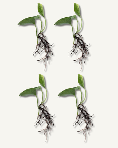 efeutute aureum steckling 4er set
