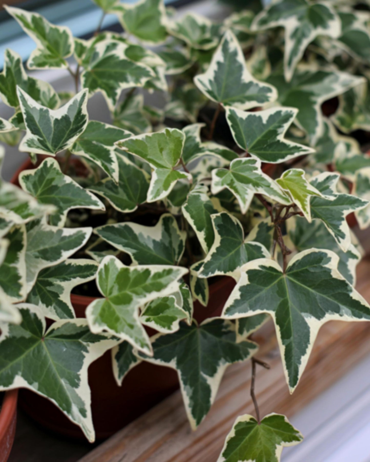 Efeu hedera weißbunt Beispielbild