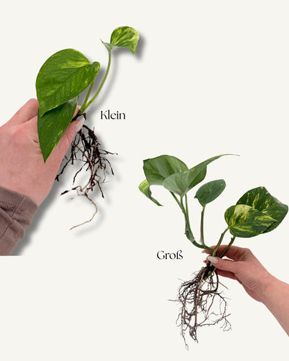 efeutute aureum größen vergleich