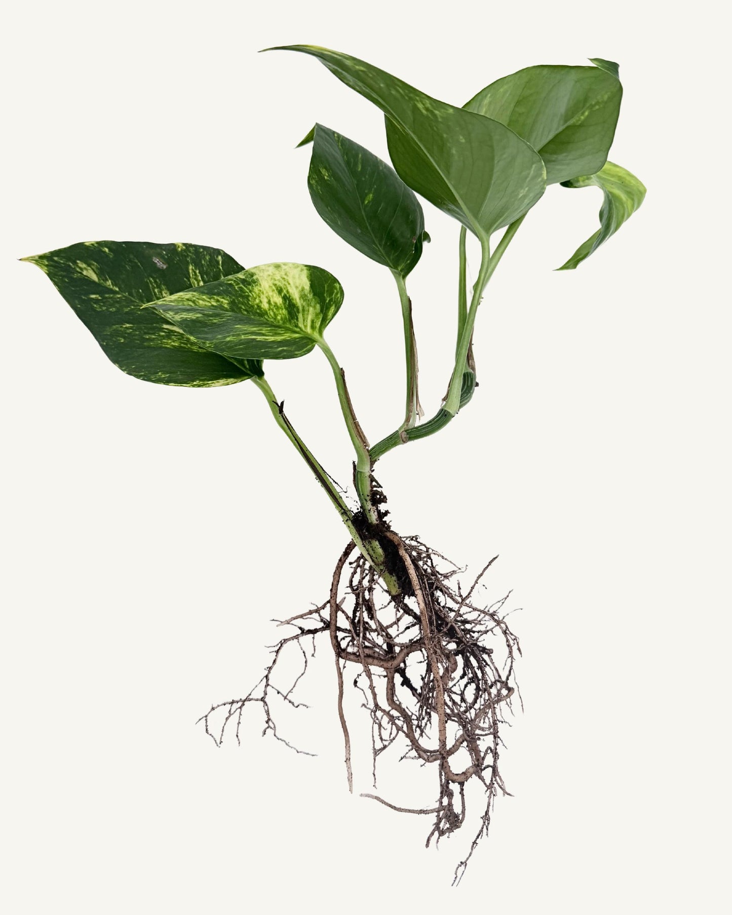 efeutute aureum steckling groß