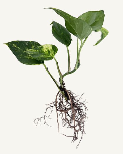 efeutute aureum steckling groß