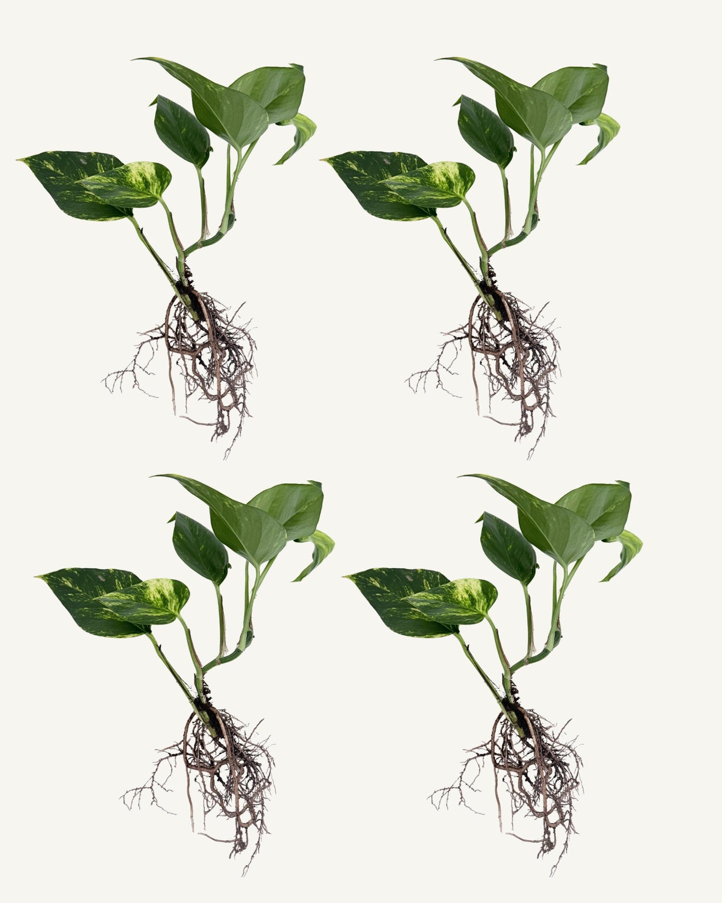 efeutute aureum steckling 4er set groß